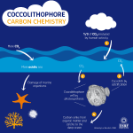 infographie coccolithophores
