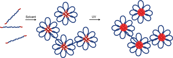  Les fleurs sont produites à partir de copolymères dont les deux extrémités sont solvophobes tandis que la partie centrale est solvophile. Ainsi, une fois en solution, ces copolymères s’assemblent automatiquement en rassemblant leurs extrémités afin de minimiser la surface de contact avec le solvant. La partie centrale des copolymères forment alors des pétales autour du cœur de la fleur.
